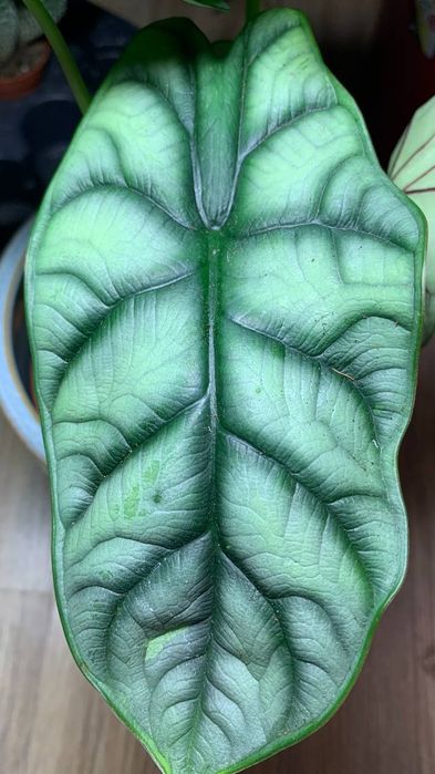 Алоказія Дракон Скайл