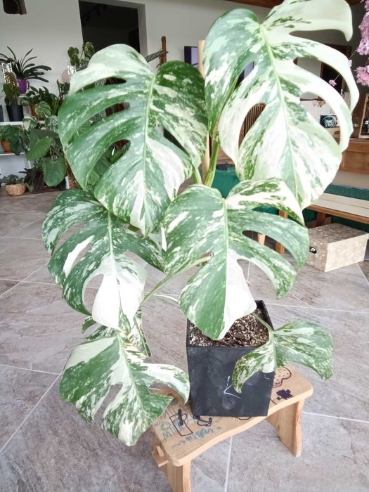 monstera variegata