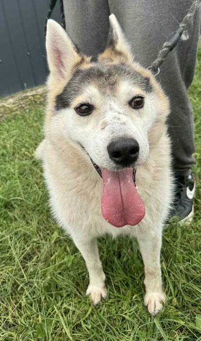Oskar psiak do adopcji