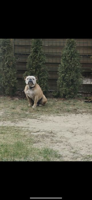 oddam Buldoga Angielskiego