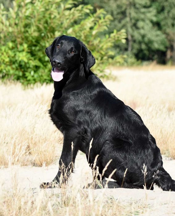 FLAT COATED RETRIEVER - super chłopczyk z potencjałem :)