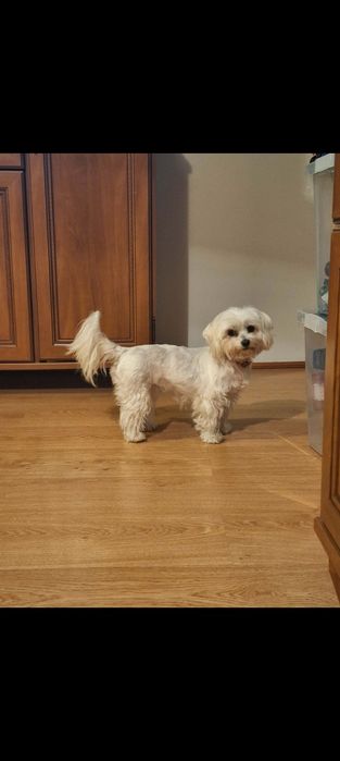 Sprzedam suczkę maltipoo