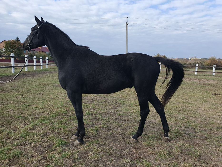 Продам коня мерин