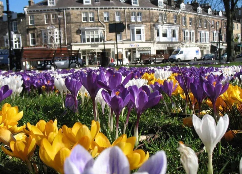Cebulki KROKUSÓW mix kolorów KROKUS krokusy Kwiatów Kwiatowe