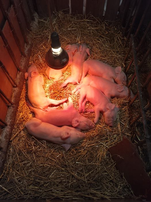 Продам місячних свиней