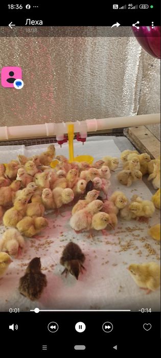 Продам мясо перепелов