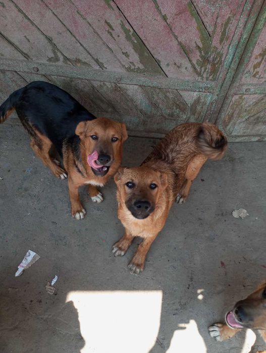 Щенята в добрі руки