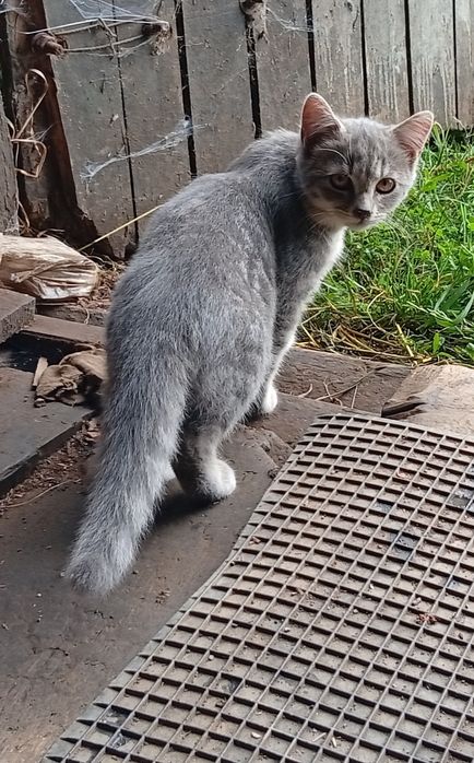 Кошенята в добрі руки