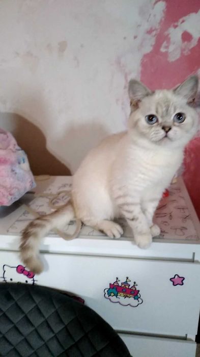 Котик,котёнок,белый,шишшилла серебристая. Кот.