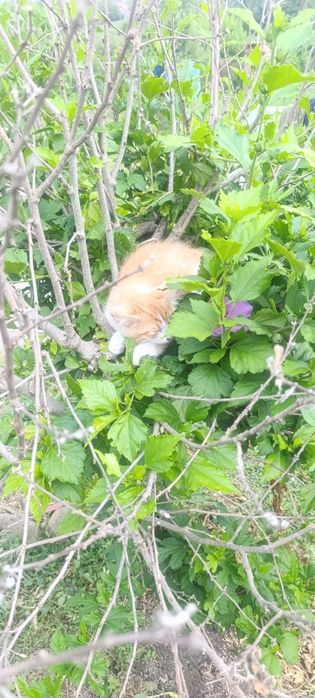 Віддам котенят в гарні руки