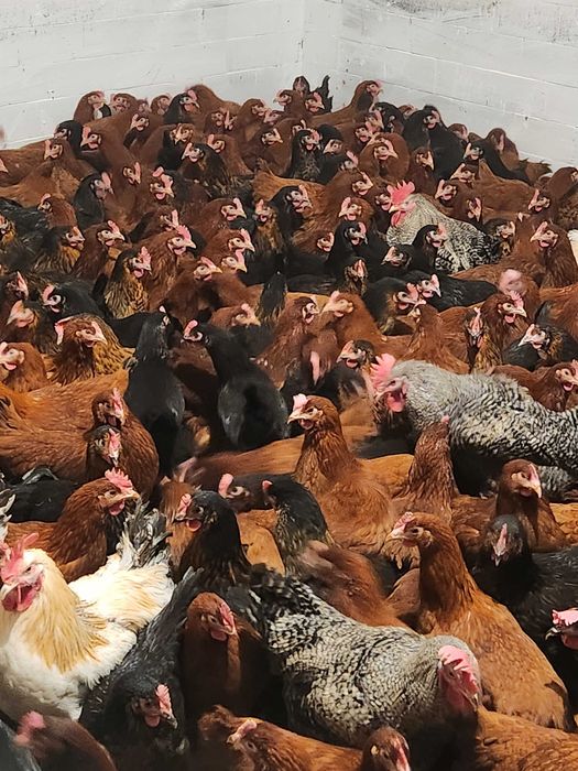 Kury nioski Rosa z pierwszym jajkiem. Leghorn i Messa. Dowóz Gratis.