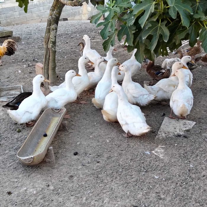 Patos "reais" com mutação e patos pequim machos