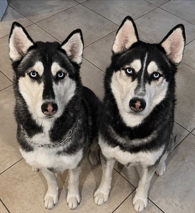husky do adopcji