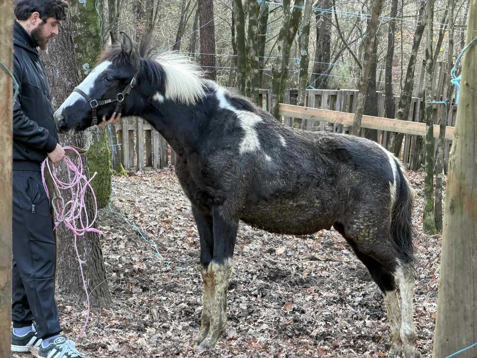 Poldro Malhado Inteiro