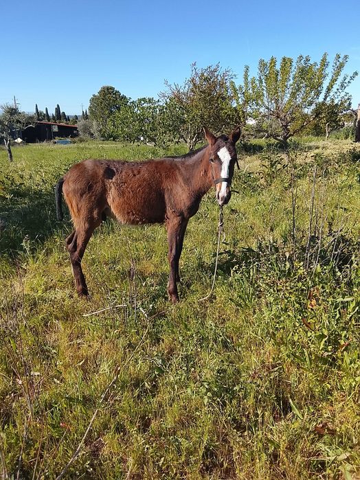 Poldro luso árabe meigo