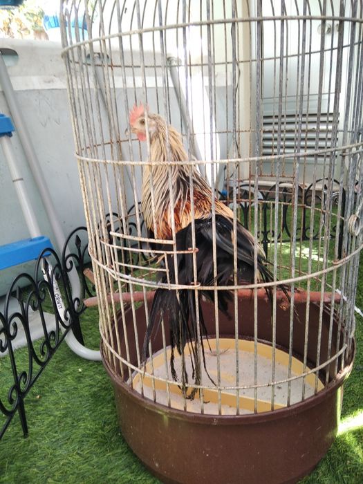 Garnizos machos Sebright e Phoenix