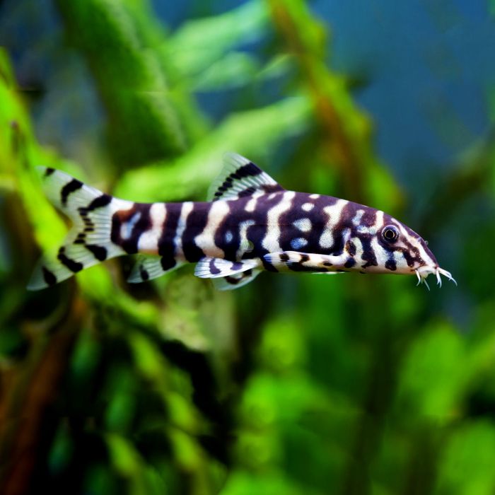 Bocja siatkowana żywi się ślimakami czynne do 20:00