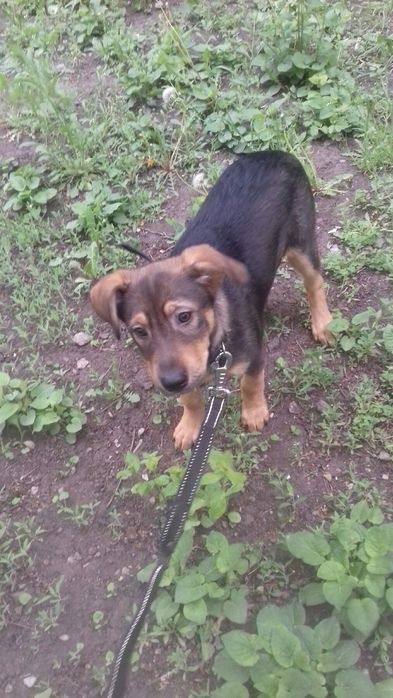 Щенки даром. Охранники.