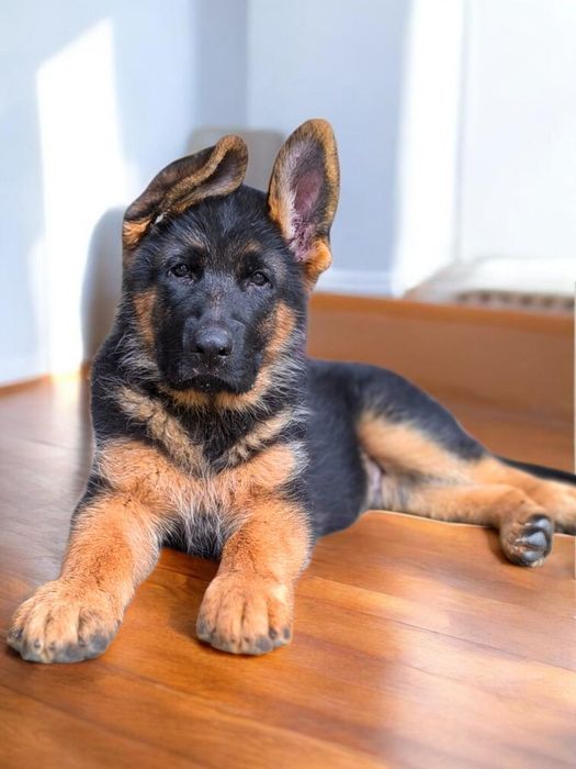 ТОП щенки немецкой овчарки