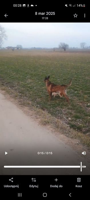 Owczarek holenderski suka Za darmo