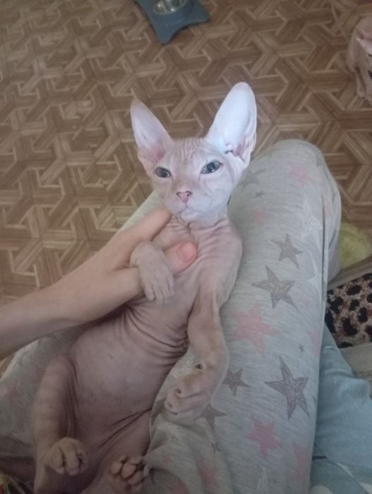 Продам девочку донского сфинкса