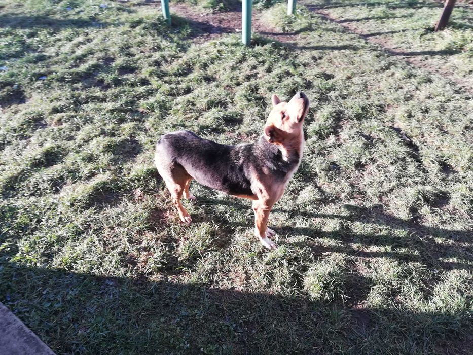 Прилаштовується собачка