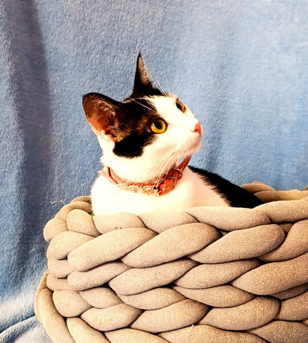 Кошка, котик, котёнок, кошеня, котеня, киця