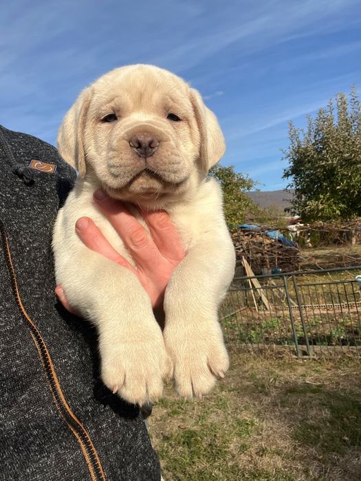 Cane Corso Biały