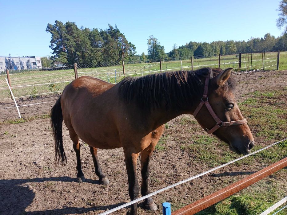 Sprzedam konie huculskie