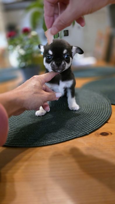 Chihuahua piesek krótkowłosy