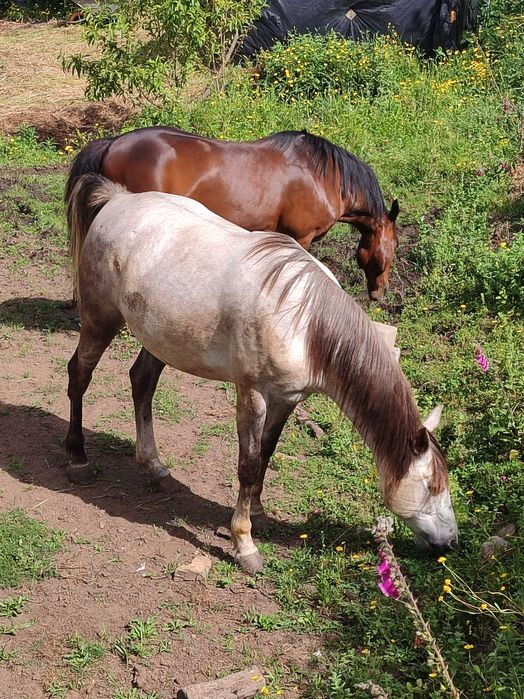Egua lusoarabe com livro verde