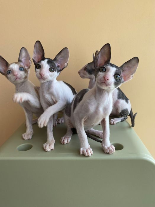Корніш Рекси кошенята