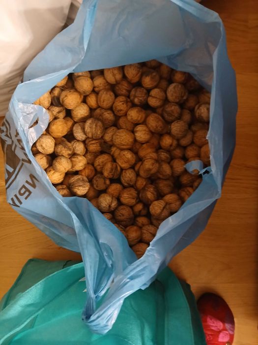 продам грецкий орех