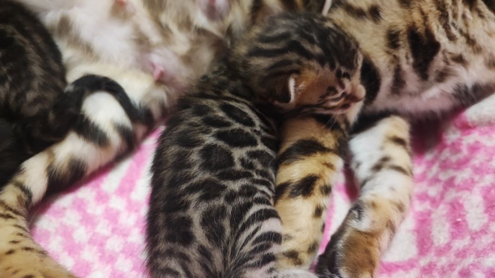 Маленькі тигринята! Бенгали!