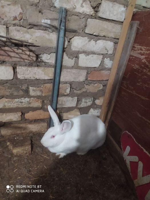 Продам самки Термонська біла