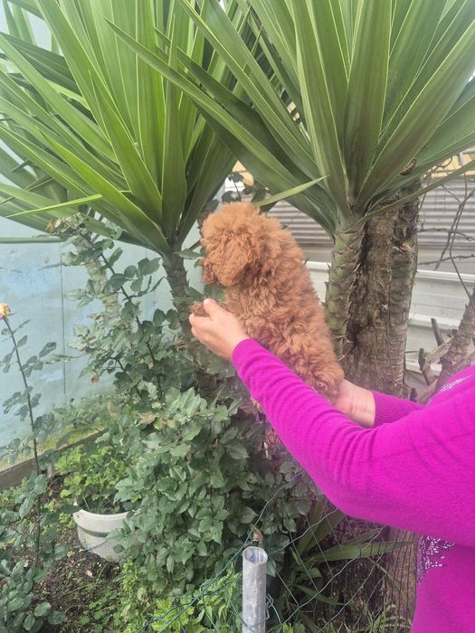 Caniche toy Red braun