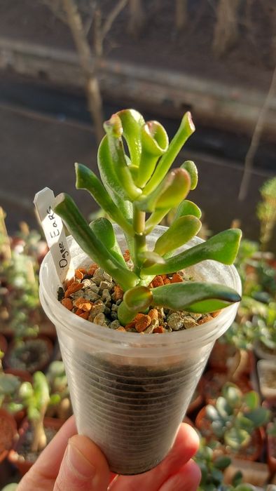 Crassula  Ogre Ears  Крассула Вуха Огра