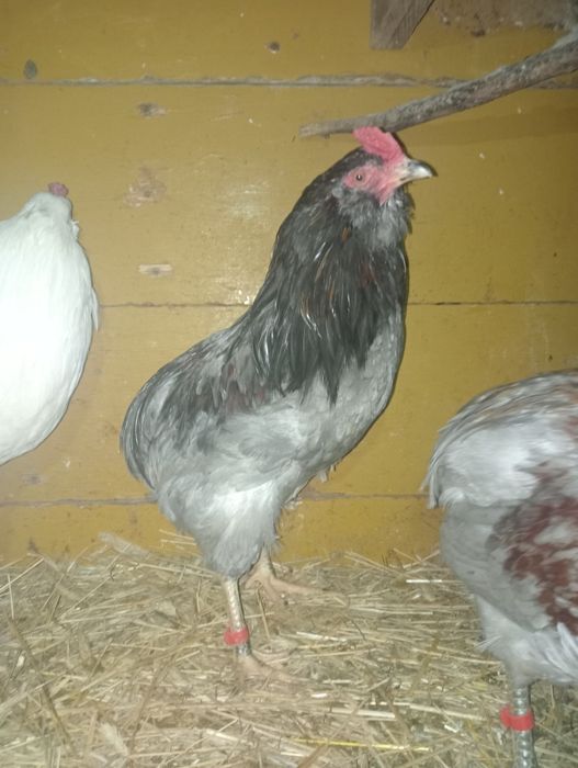 Koguty, kogutki araukana bezogoniasta. , karzełek kochin .