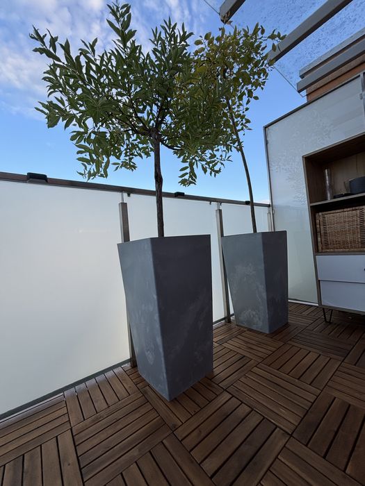 Drzewka na balkon w doniczkach - wierzba