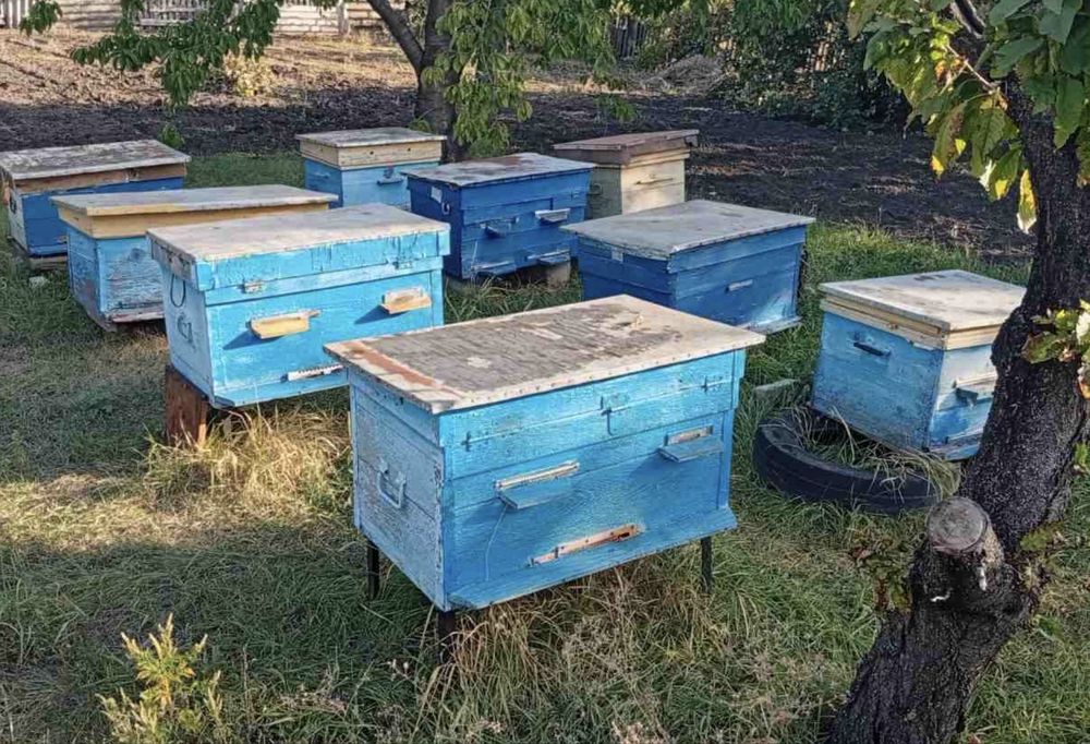 Продам вулики з бджолами та медом