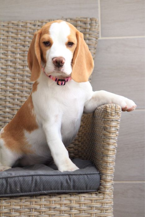 Девочка бигль биколор