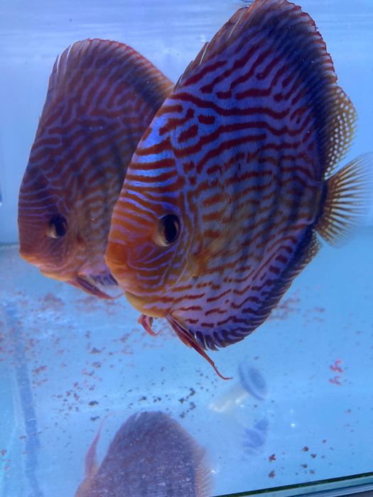 Casais peixe Disco