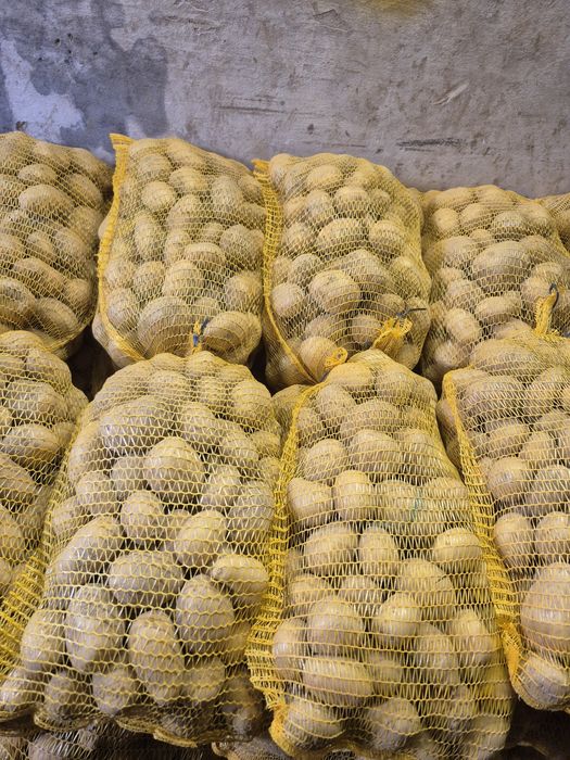 Sprzedam ziemniaki Gala I Soraya