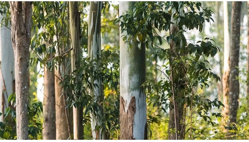 Eucaliptos, lanha, madeira.