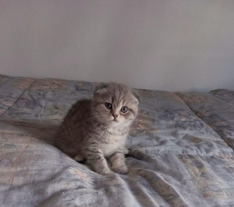 Scottish Fold Tabby