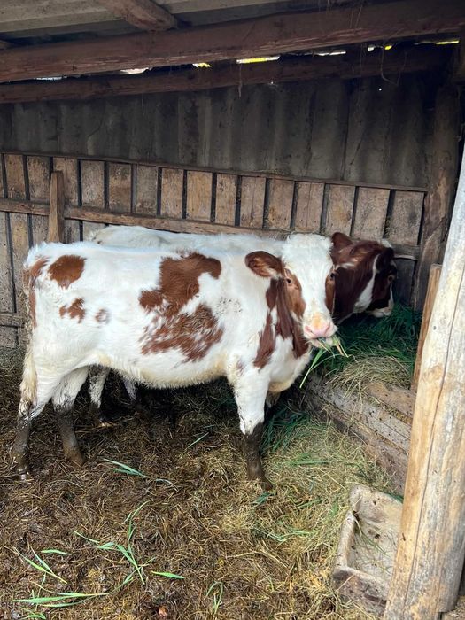 Продається теличка, 10 місяців.
Продається теличка,  10 місяців