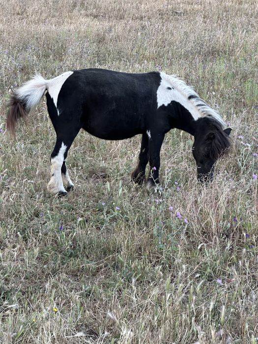 Mini Ponei Femea Malhada