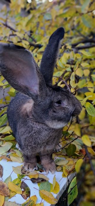 Продаж  кроликів
