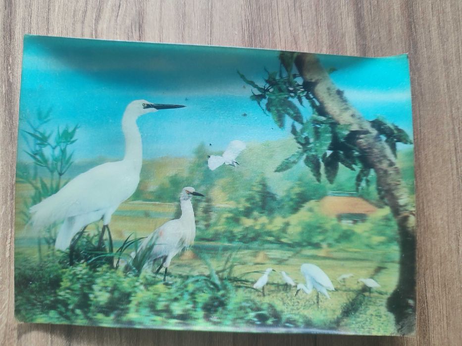 Pocztówka 3D trójwymiarowa ptaki