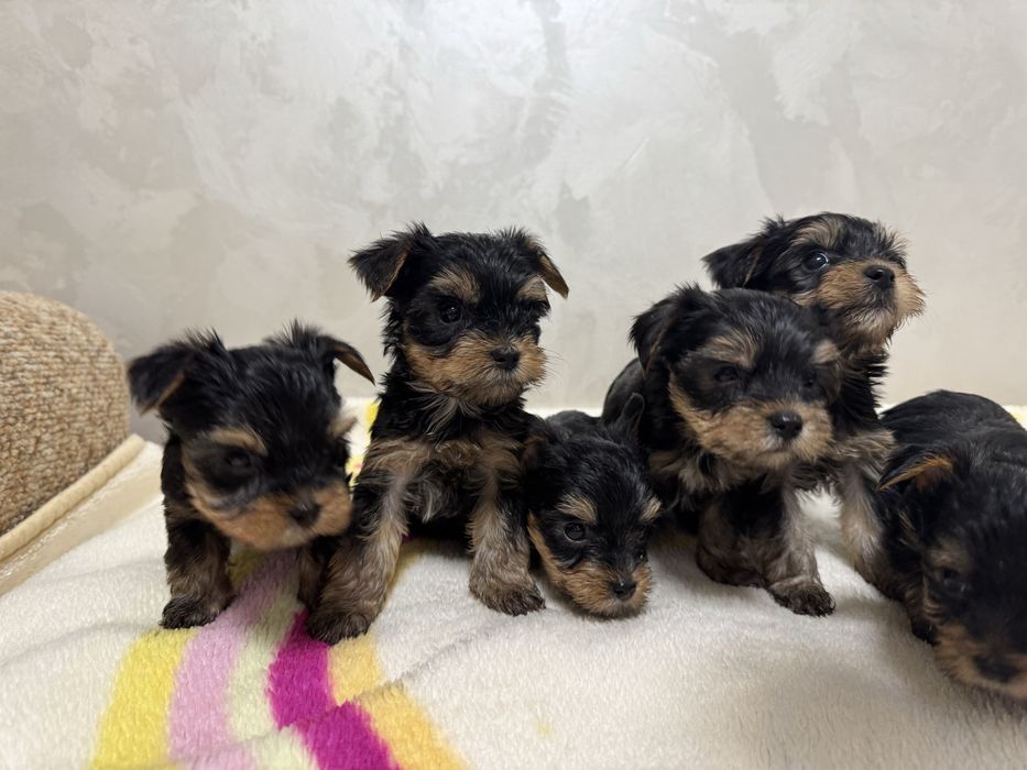 Йоркширські тер’єри міні